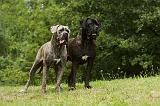 CANE CORSO 938